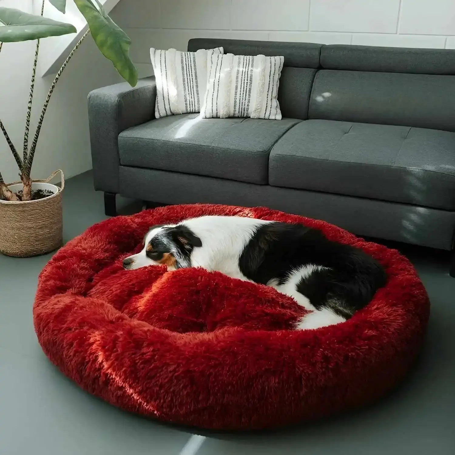 Calming Orthopedic Bed - Anxiety Relieving Dog Bed
