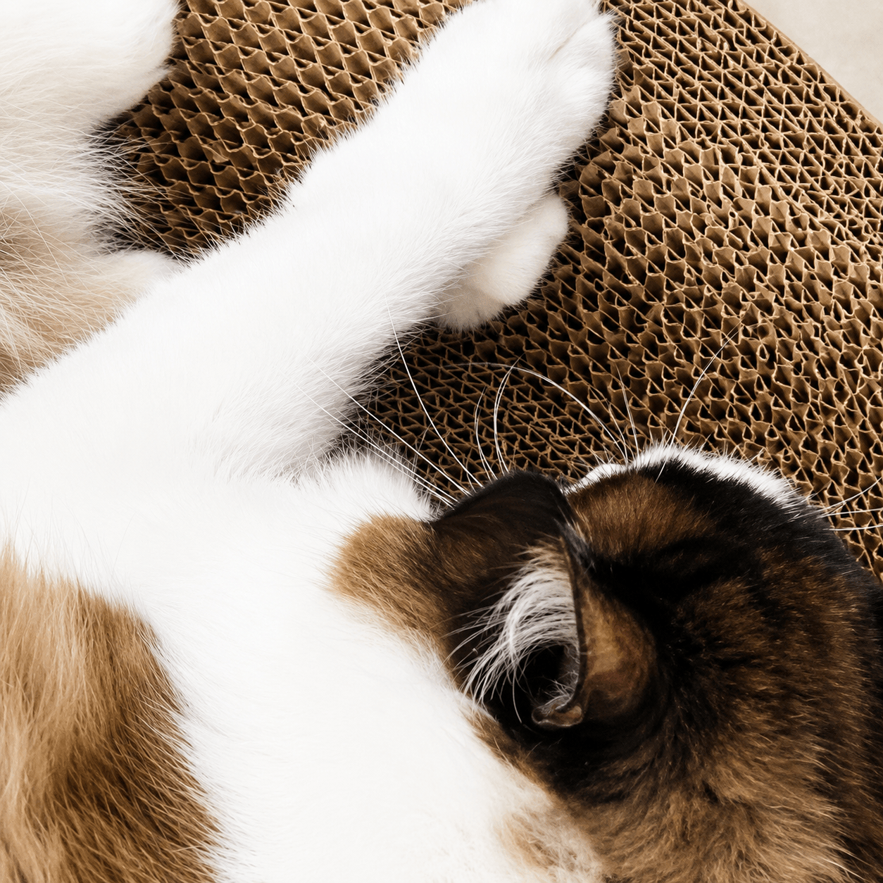 Cardboard Paradise Cat Bed for Stress-Relief, Claw Health & Furniture Safety