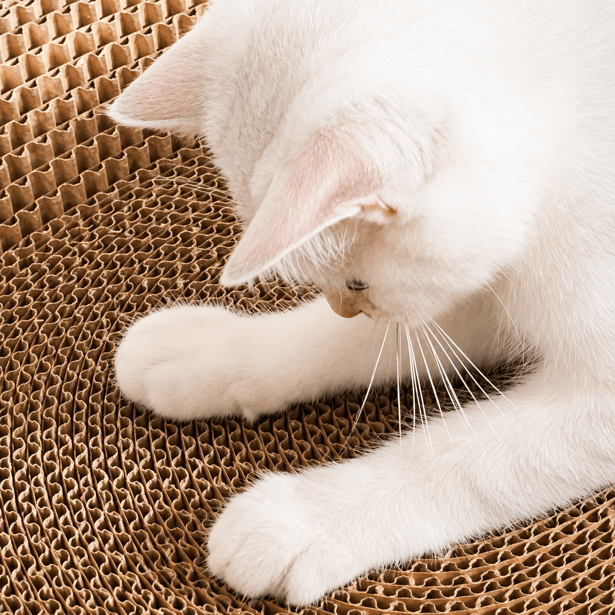 Cardboard Paradise Cat Bed for Stress-Relief, Claw Health & Furniture Safety