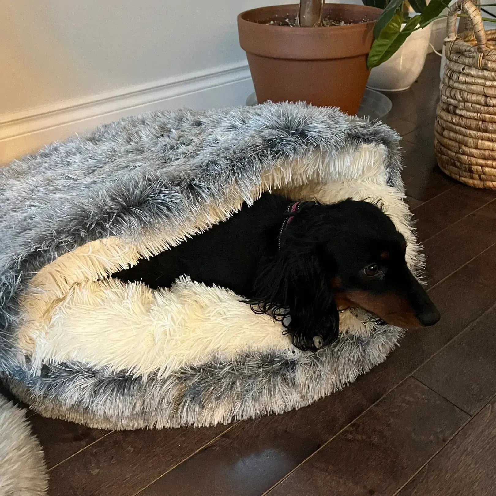 Calming Cowry Pet Bed – Cozy Anti-Anxiety Dog & Cat Bed